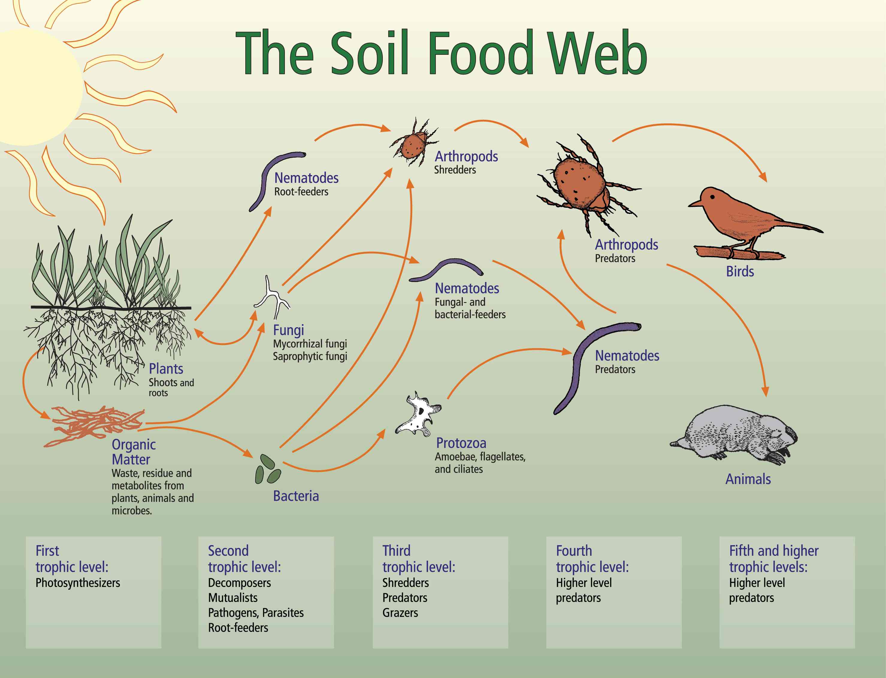 The Soil Foodweb